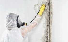 Best Environmental Consulting for Mold Prevention  in Dublin, TX